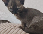 Кошки в других городах Башкортостана: Котята Девочка, Бесплатно - фото 3