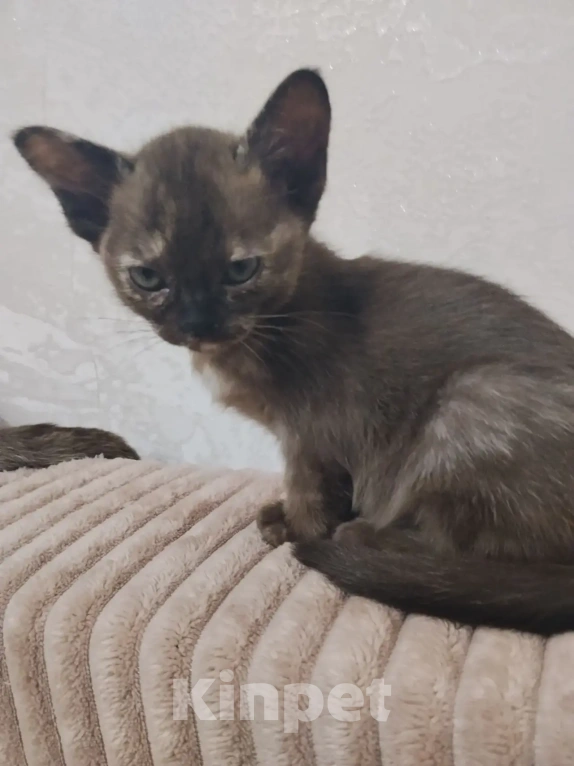 Кошки в других городах Башкортостана: Котята Девочка, Бесплатно - фото 3