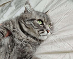 Кошки в Химках: Ласковая кошечка в добрые руки Девочка, 10 руб. - фото 4