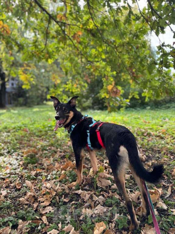 Собаки в Москве: Киви: нежная душа, мечтающая о доме  Девочка, Бесплатно - фото 2