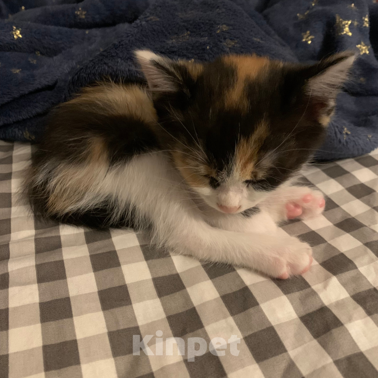 Кошки в Астрахани: котёнок девочка Девочка, Бесплатно - фото 1