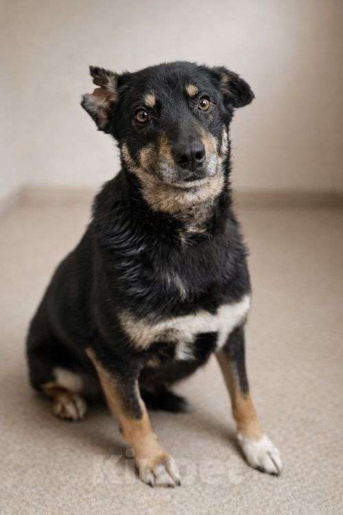 Собаки в Москве: Вива – не помнящая зла Девочка, Бесплатно - фото 8