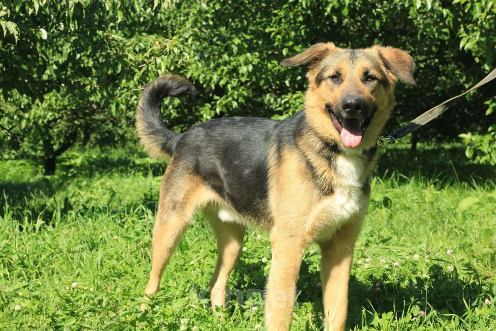 Собаки в Москве: Герман Мальчик, Бесплатно - фото 2