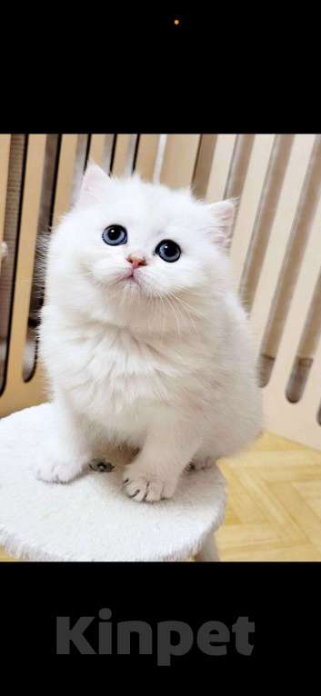 Кошки в Калуге: Серебристая шиншилла  Девочка, 70 000 руб. - фото 9