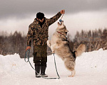 Собаки в Москве: Маламут Аякс в добрые руки Мальчик, 1 руб. - фото 2