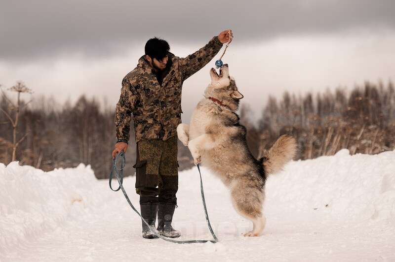 Собаки в Москве: Маламут Аякс в добрые руки Мальчик, 1 руб. - фото 2