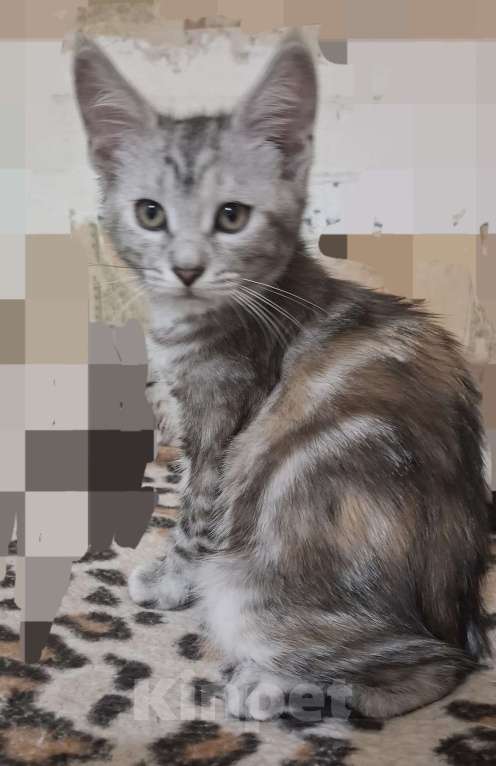 Кошки в Мур: Отдам котят в добрые руки Девочка, Бесплатно - фото 2