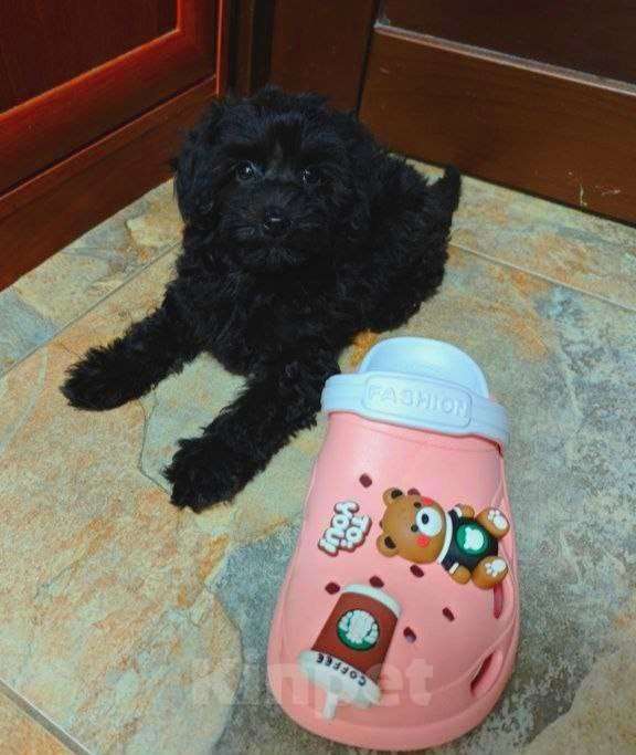 Собаки в Москве: Мальтипу девочка черный жемчуг Девочка, 140 000 руб. - фото 1