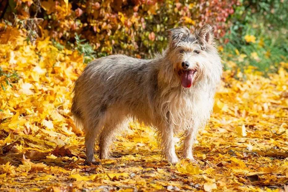 Собаки в Подольске: Зайке нужен дом  Девочка, Бесплатно - фото 3