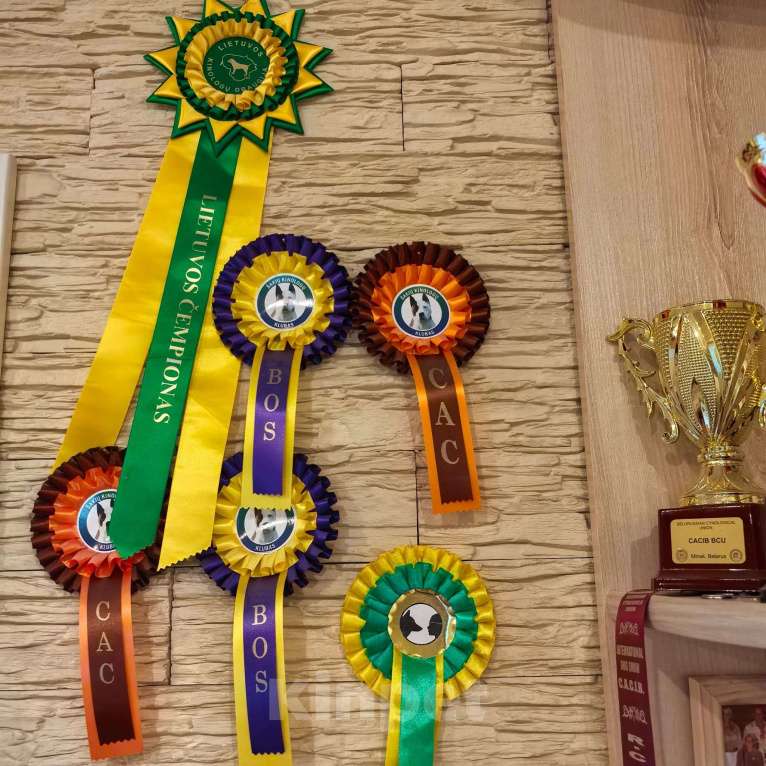 Собаки в Москве: Щенки чехословацкого влчака доступны для брони Девочка, 100 000 руб. - фото 4