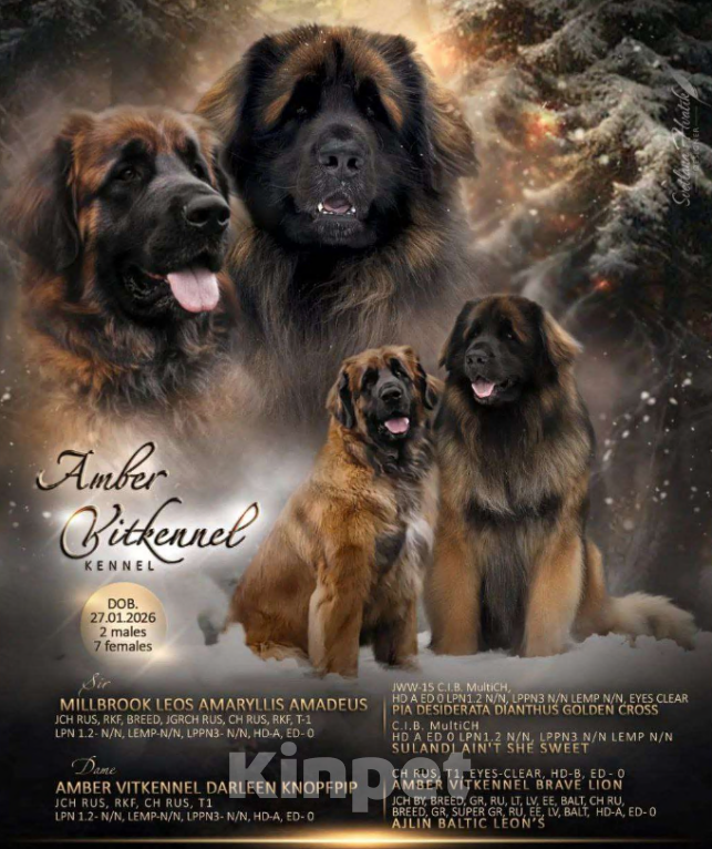 Собаки в других городах Ленинградской области: 🦁 ПОСЛЕДНИЙ ШАНС ЗАБРАТЬ ДОМОЙ МАЛЕНЬКОГО ЛЬВА! 9 КОРОЛЕВСКИХ ЩЕНКОВ ЛЕОНБЕРГЕРА ИЩУТ СВОИХ ЛЮДЕЙ. Разнополые, Бесплатно - фото 2