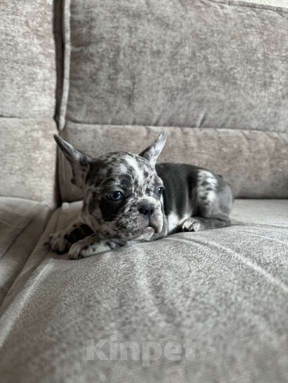 Собаки в Москве: Французский бульдог  Девочка, 70 000 руб. - фото 2