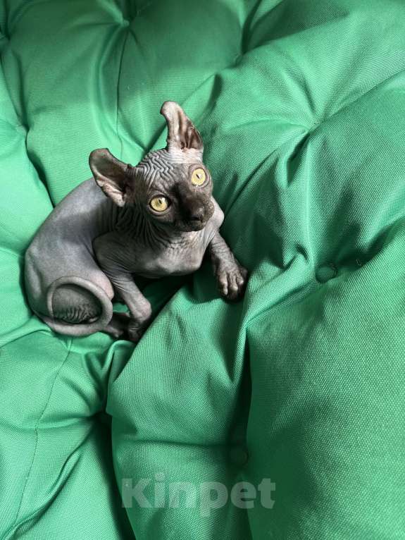 Кошки в Москве: Канадский сфинкс Эльф Девочка, 20 000 руб. - фото 7