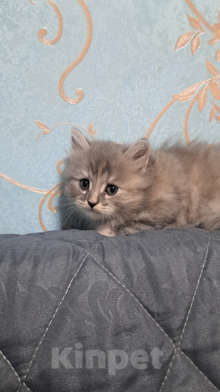Кошки в Ярославле: Кошечка дымчатая Девочка, 1 000 руб. - фото 5