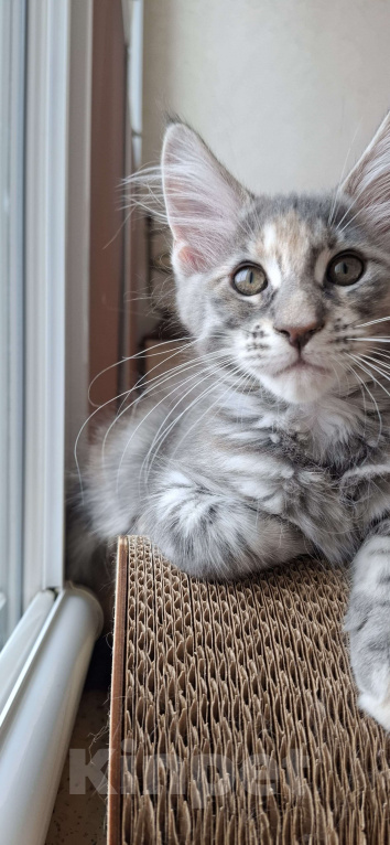 Кошки в Геленджике: Продаётся котёнок мейн-кун, девочка, серебристый окрас fs 24, из питомника EdenLight (Геленджик) Девочка, 35 000 руб. - фото 10