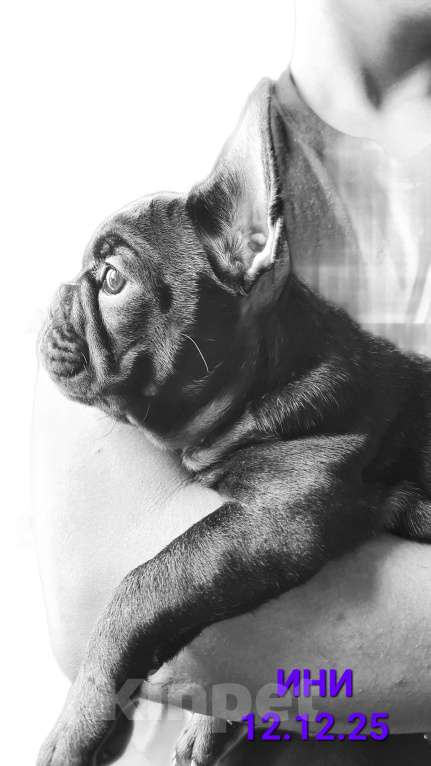 Собаки в Владивостоке: Малышка французского бульдога Девочка, 70 000 руб. - фото 1