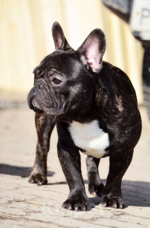 Собаки в Старом Купавне: Дени Мальчик, 30 000 руб. - фото 4