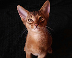 Кошки в Москве: Абиссинские котята Мальчик, 65 000 руб. - фото 3