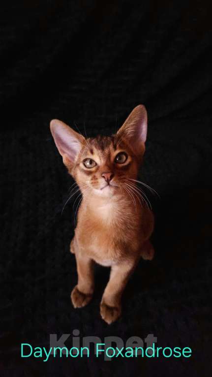 Кошки в Москве: Абиссинские котята Мальчик, 65 000 руб. - фото 3