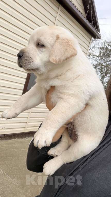 Собаки в Краснодаре: Щенки лабрадора с документами РКФ Мальчик, 50 000 руб. - фото 8