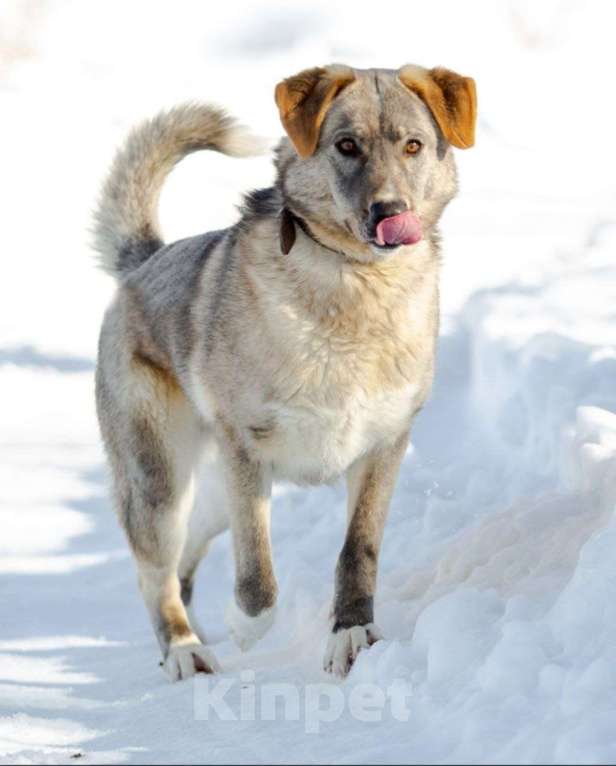 Собаки в Раменском: Встречайте Макса Мальчик, Бесплатно - фото 3