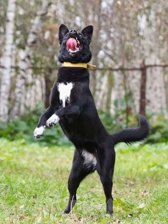 Собаки в Лосином-Петровском: Айна якутенок Девочка, Бесплатно - фото 1