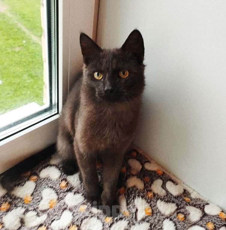 Кошки в Москве: Молодой котик-подросточек Шоколад ждёт свою семью Мальчик, Бесплатно - фото 4