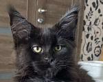 Кошки в Мурманске: Котенок мейн-кун Девочка, 50 000 руб. - фото 2