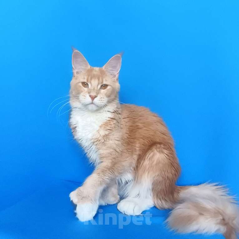 Кошки в Москве: Мейн-Кун полидакт Девочка из питомника Девочка, 40 000 руб. - фото 6