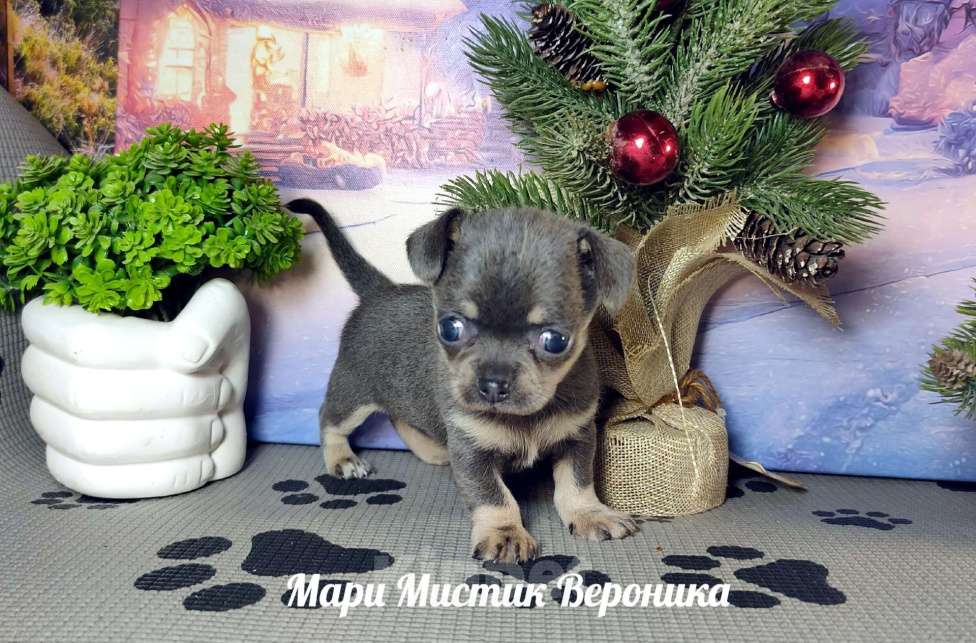 Собаки в Санкт-Петербурге: Вероника чихуахуа голубого с подпалом окраса Девочка, 50 000 руб. - фото 4