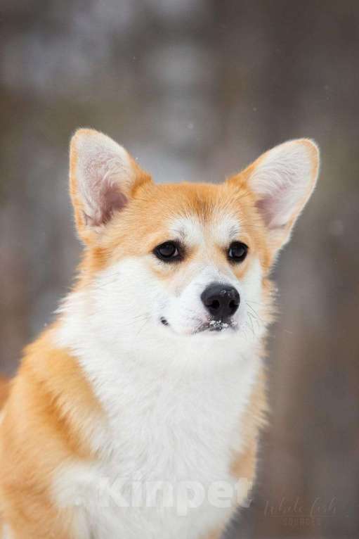 Собаки в Северске: Щенки вельш корги пемброк  Мальчик, 70 000 руб. - фото 4