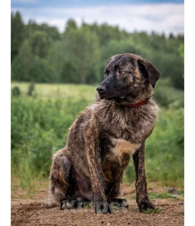 Собаки в других городах Владимирской области: Красивый и добрый пес (собака) в добрые руки бесплатно Мальчик, Бесплатно - фото 5