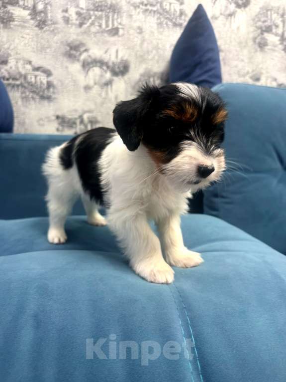 Собаки в Омске: Бивер-йоркширский терьер, щенок девочка Девочка, 60 000 руб. - фото 5