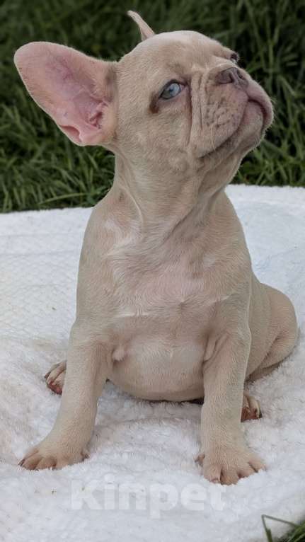 Собаки в других городах Крыма: Французский бульдог щенок в редком окрасе Мальчик, 120 000 руб. - фото 5