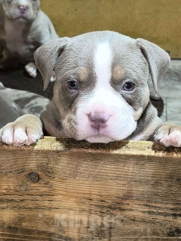 Собаки в Черногорске: Мальчик Мальчик, 150 000 руб. - фото 2