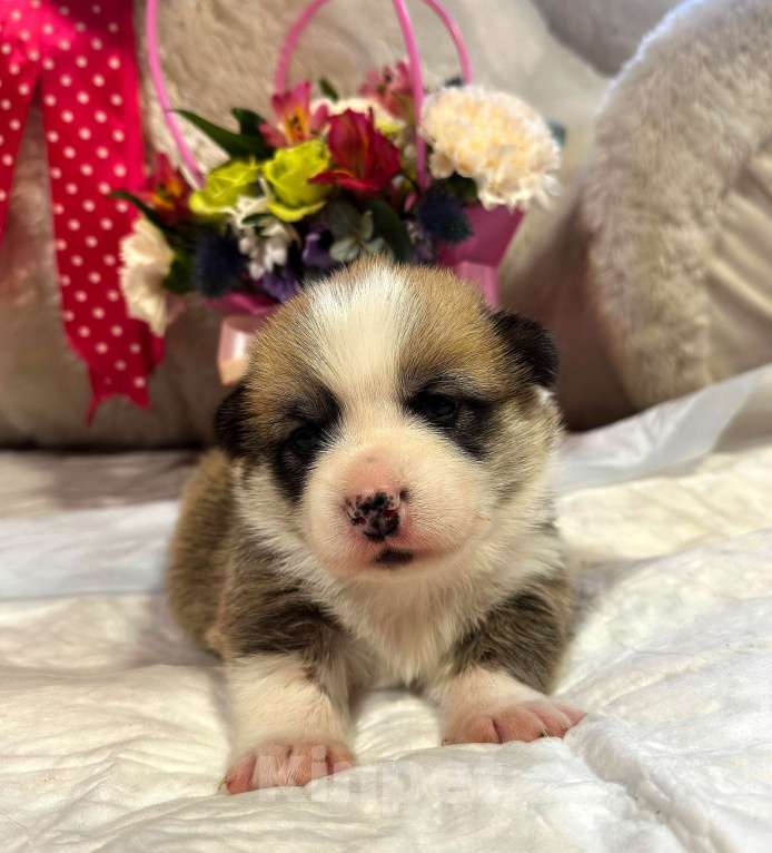 Собаки в других городах Московской области: Милый Страж Варвара Краса Девочка, 70 000 руб. - фото 3