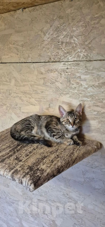 Кошки в Москве: Котенок Ася ждет свою семью Девочка, Бесплатно - фото 1