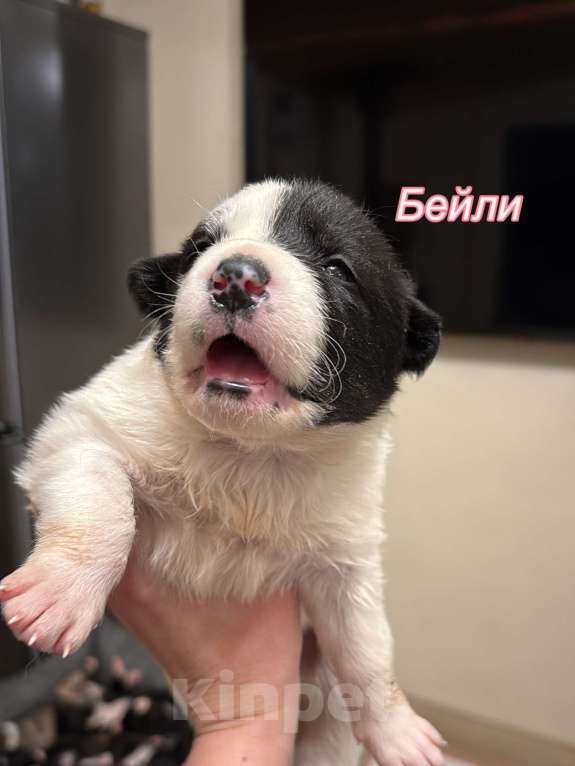 Собаки в других городах Московской области: Бейли Девочка, 100 руб. - фото 2