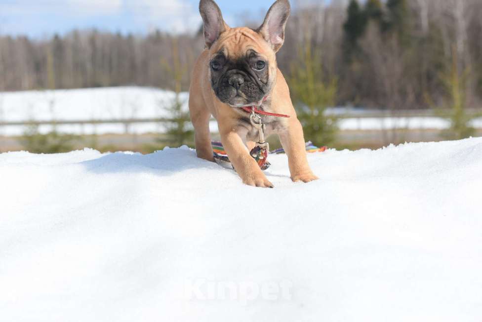 Собаки в Москве: Девочка Девочка, 50 000 руб. - фото 2