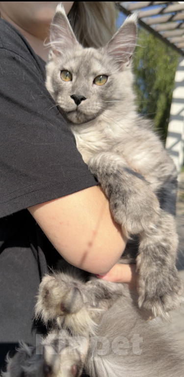 Кошки в Москве: Котенок Мейнкун Девочка, 100 000 руб. - фото 2