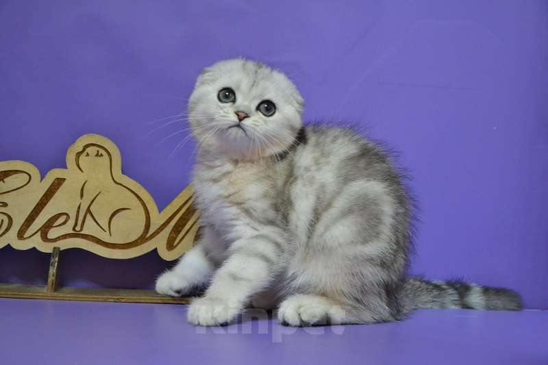 Кошки в Москве: Мраморная на серебре фолдочка Девочка, 60 000 руб. - фото 4