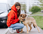 Собаки в Москве: бесплатно в добрые руки Кира Девочка, Бесплатно - фото 4