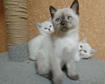 Кошки в Санкт-Петербурге: Котëнок Мальчик, Бесплатно - фото 3