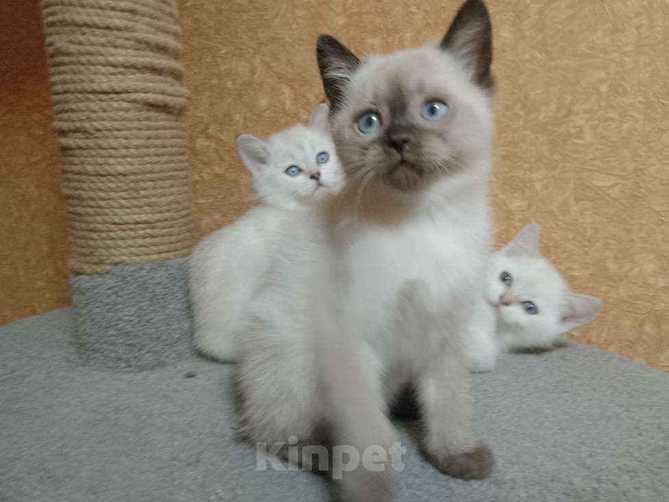 Кошки в Санкт-Петербурге: Котëнок Мальчик, Бесплатно - фото 3