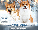 Собаки в Москве: вельш корги пемброк щенки от Интерчемпиона Мальчик, 90 000 руб. - фото 2