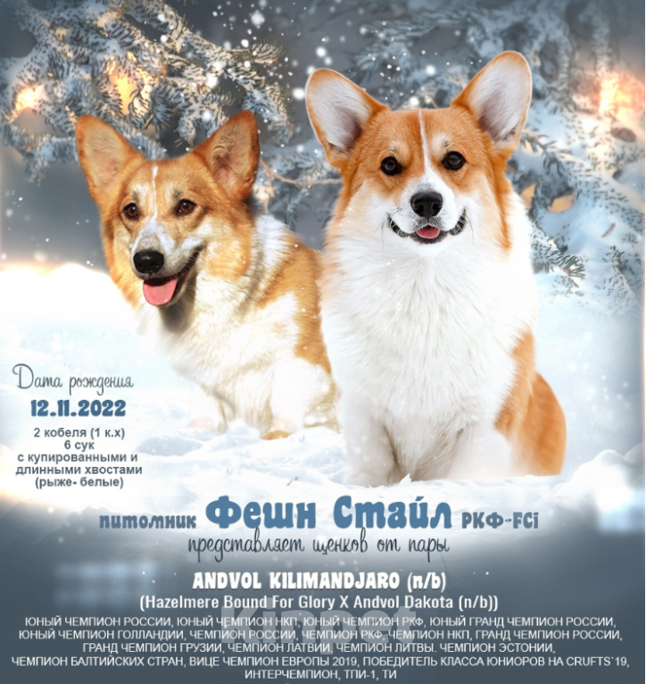 Собаки в Москве: вельш корги пемброк щенки от Интерчемпиона Мальчик, 90 000 руб. - фото 2