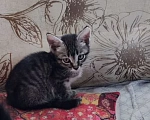 Кошки в Волгограде: котёнок в добрые руки Мальчик, Бесплатно - фото 2
