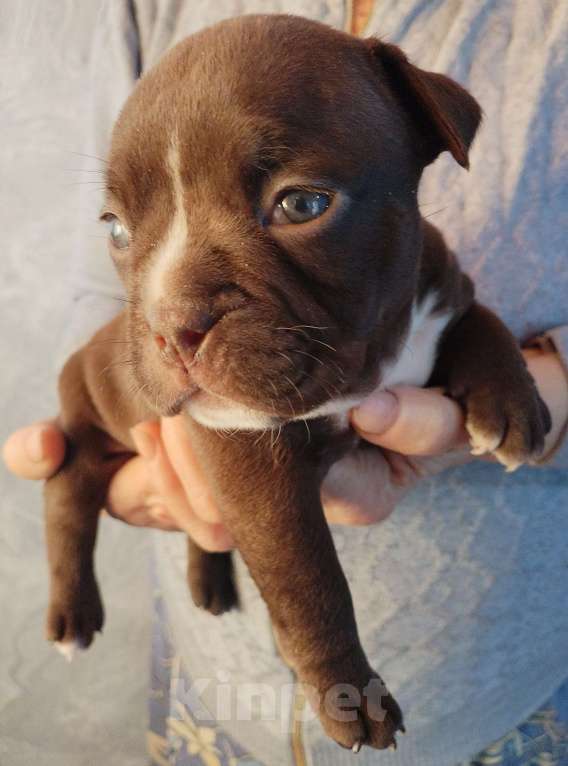 Собаки в других городах Ростовской области: Щенок Американский булли  Мальчик, 50 000 руб. - фото 2