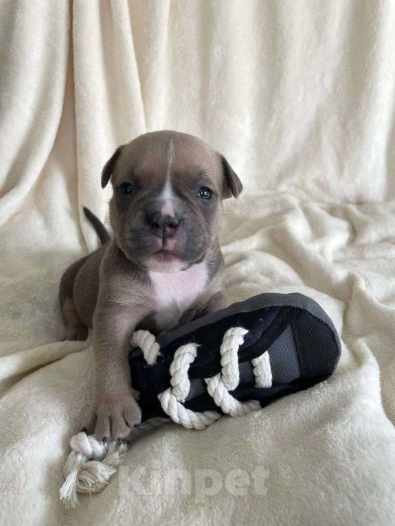 Собаки в Санкт-Петербурге: Щенок американского булли sm_bulli Mozart Мальчик, 100 000 руб. - фото 3