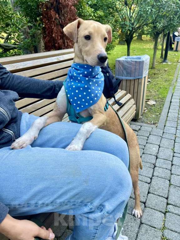 Собаки в Люберцах: Солнечный парень Вилли в поисках родителей Мальчик, Бесплатно - фото 5